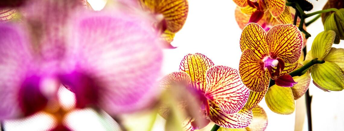Без добрив і хімікатів: що зробити для рясного цвітіння орхідей