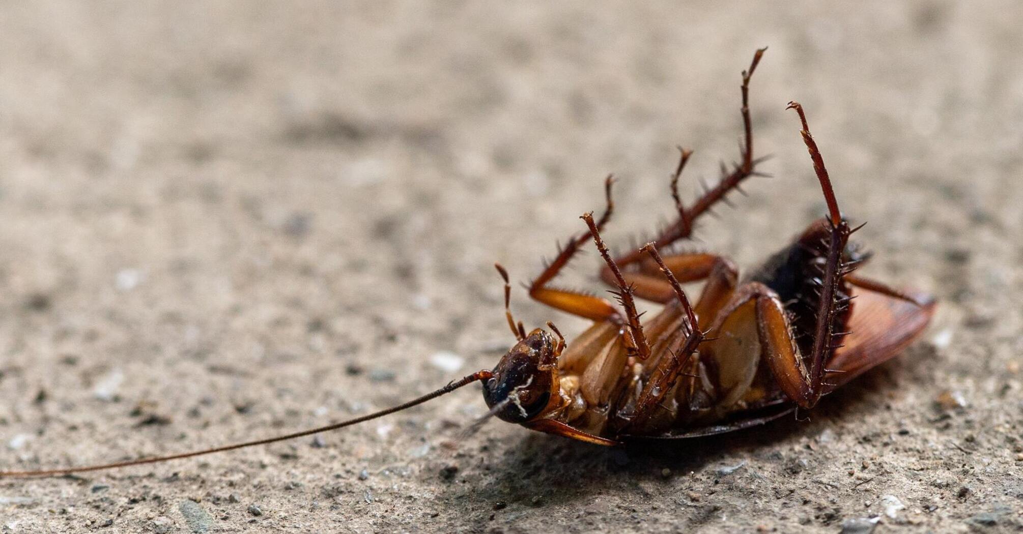 Как навсегда избавиться от тараканов в домашних условиях: три простых метода