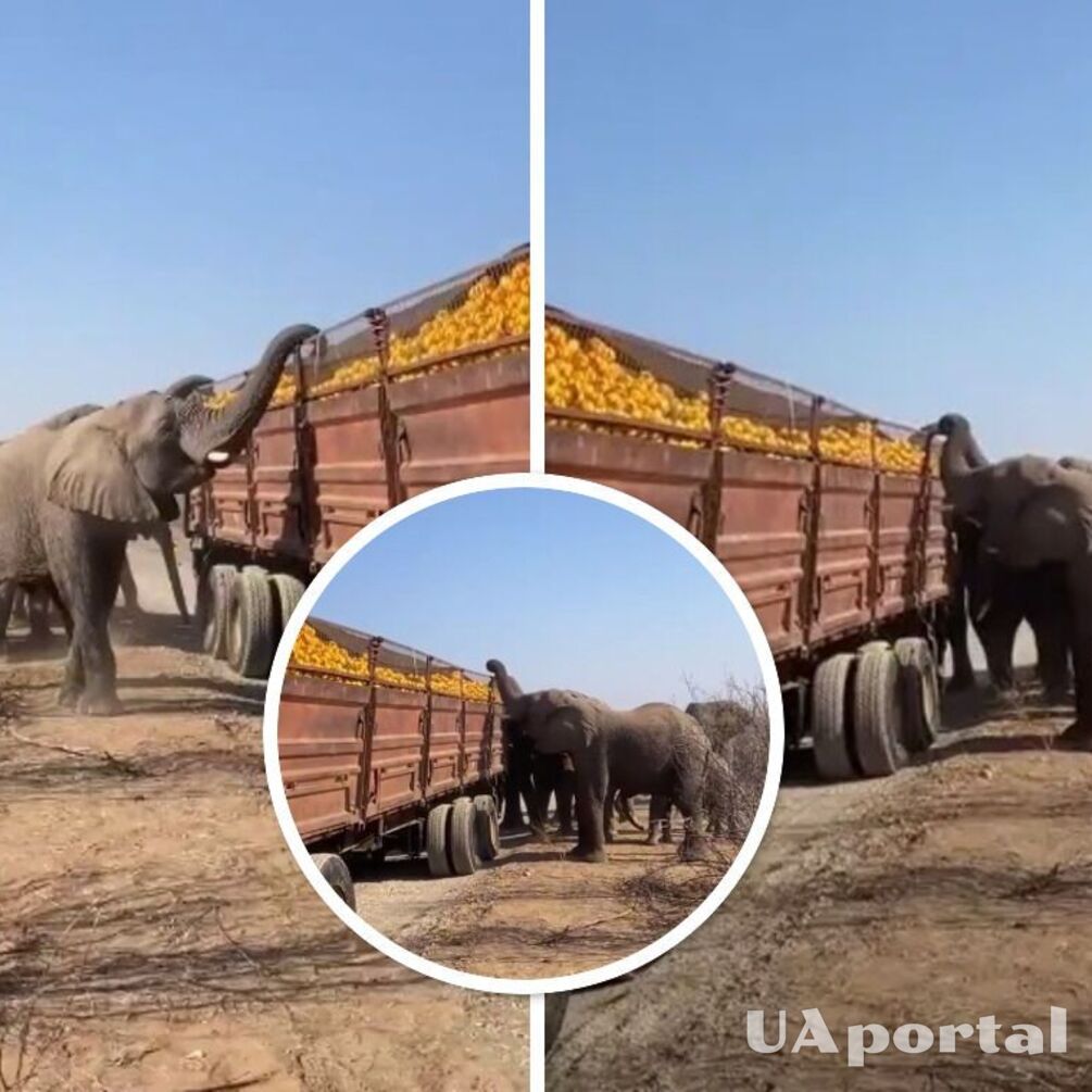 Стадо слонів в Африці обікрало вантажівку з апельсинами (кумедне відео)