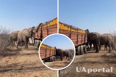 A herd of elephants in Africa robbed a truck with oranges (funny video)