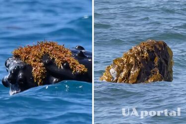 Почему киты играют с водорослями