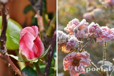 Подготовьте розы к зиме за три шага: садовые секреты