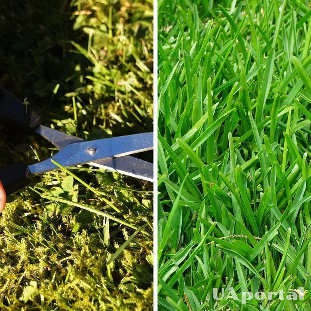 Experts name the best time to sow grass to get a beautiful lawn in spring