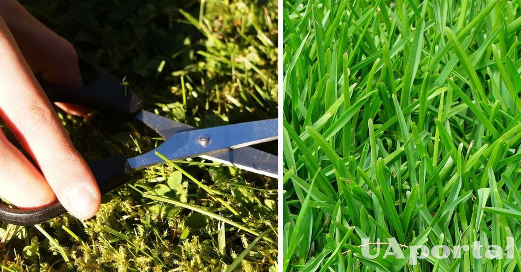 Эксперты назвали лучшее время для посева травы, чтобы получить хороший газон весной
