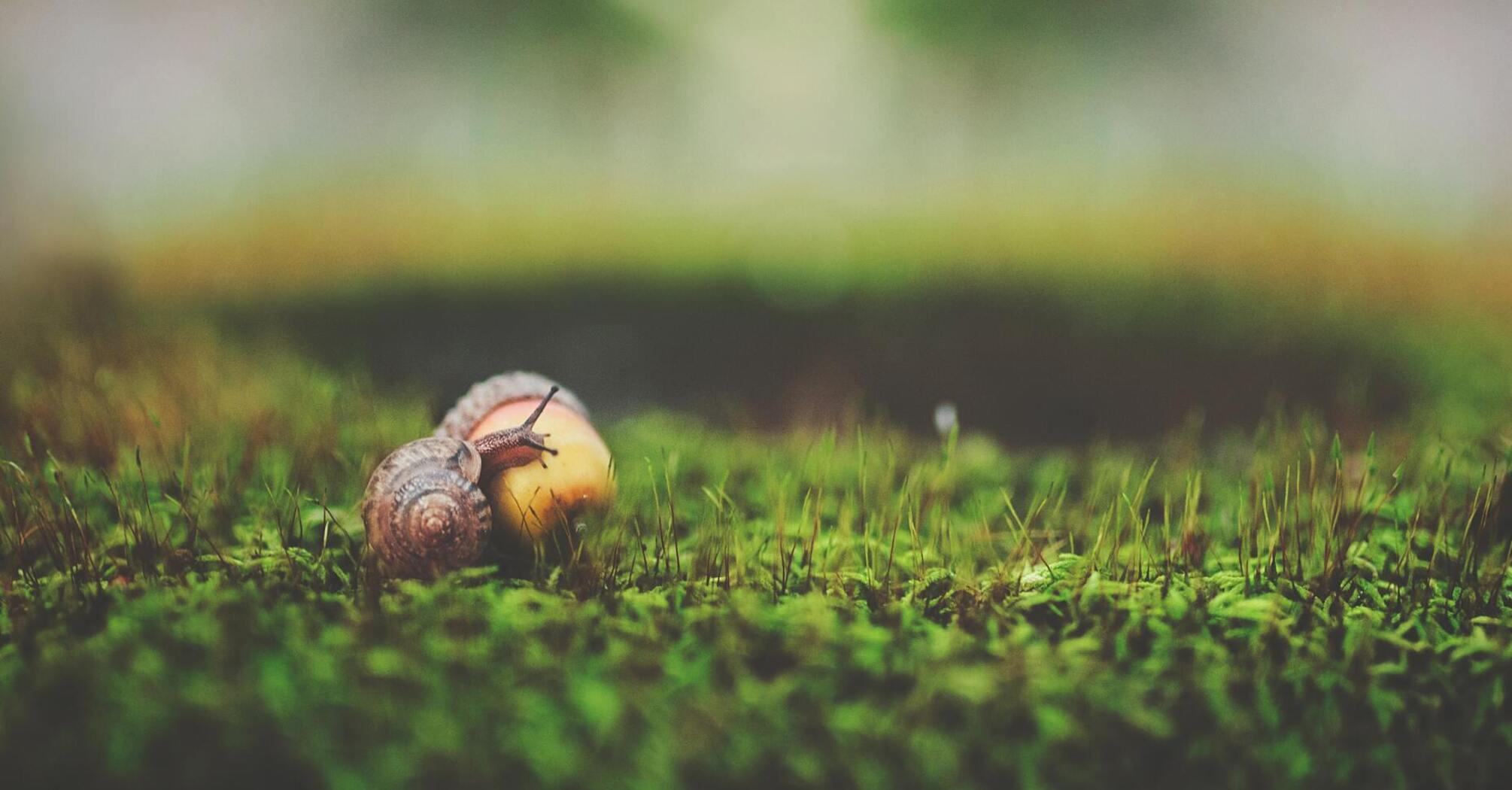 Snails will be out of the way: how to ward off pests from the garden