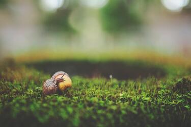 Snails will be out of the way: how to ward off pests from the garden