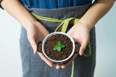 How to grow mint on your windowsill: a few simple steps