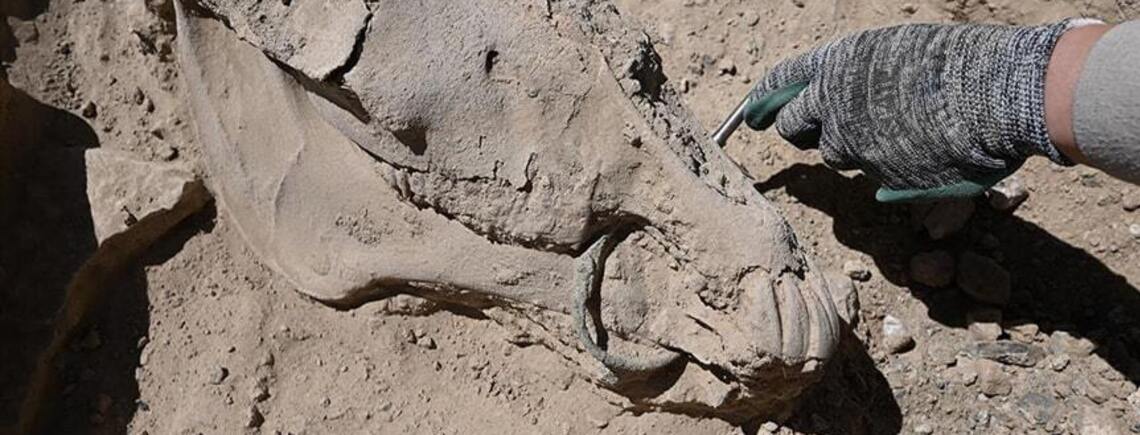 Жуткая находка в Турции: археологи раскопали скелет лошади с бронзовым удилом в челюсти (фото)