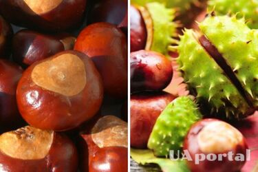 Gospodynie wymieniły trzy nieoczywiste sposoby wykorzystania kasztanów w codziennym życiu