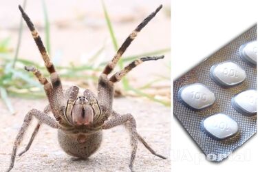 Вчені розробили засіб на основі отрути бразильського мандрівного павука, що викликає ерекцію