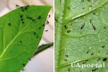 Как избавиться от мошек в вазонах с комнатными растениями