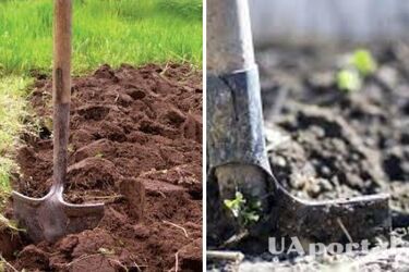 Как оздоровить и разрыхлить почву: огородники дали действенный совет