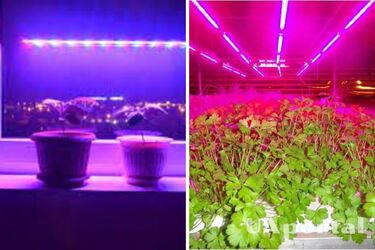 Как ускорить фотосинтез растений в домашних условиях: садоводы дали эффективный совет