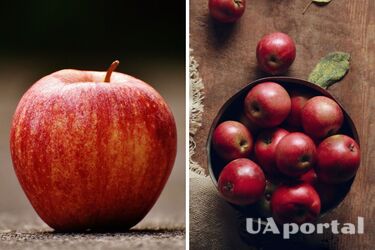 Як правильно зберігати яблука всю зиму, щоб вони не псувалися