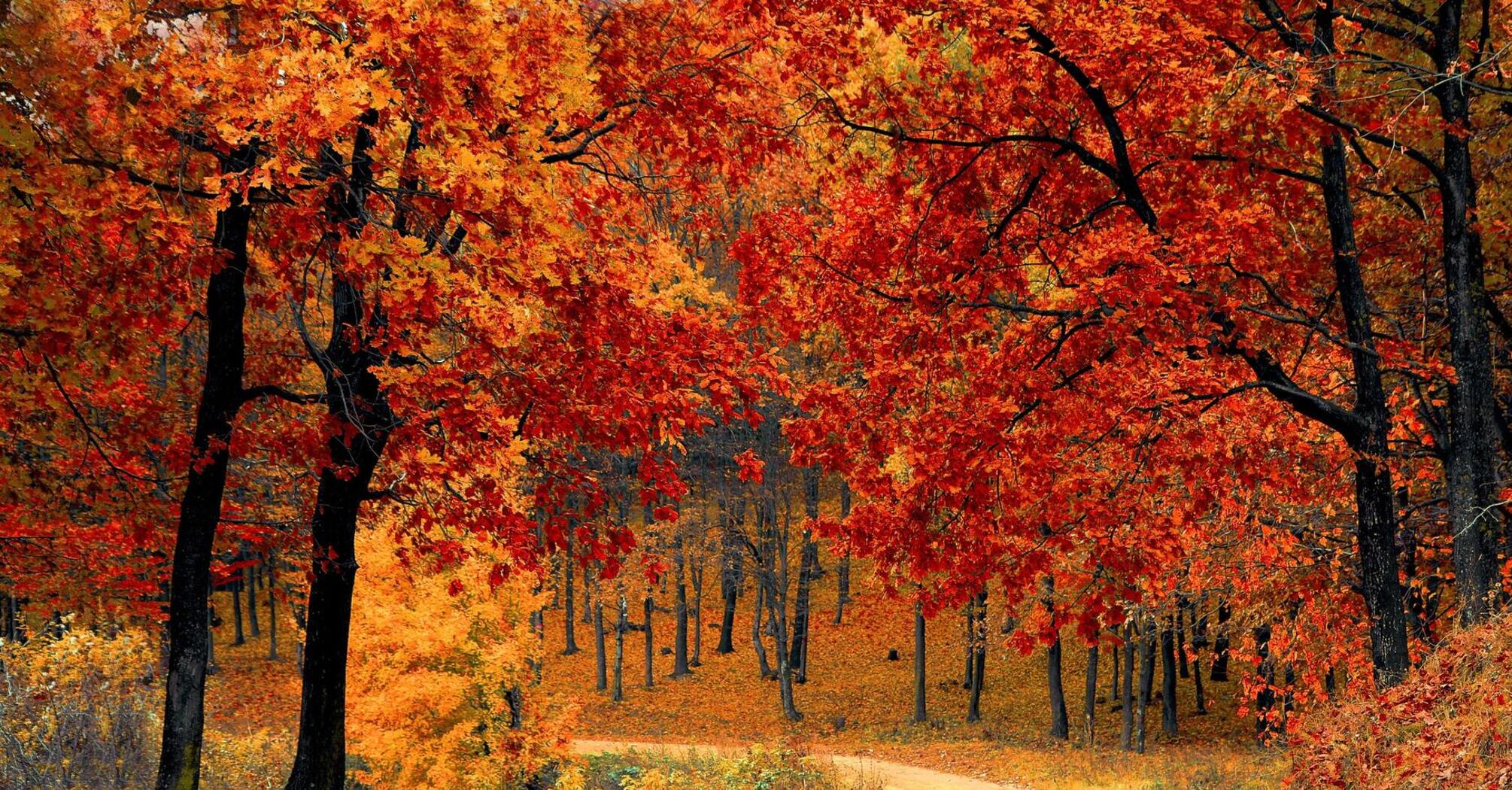 Чому листя змінює колір восени: наукове пояснення