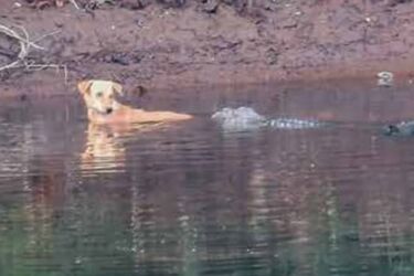 В Индии крокодилы спасли упавшую в реку собаку (видео)