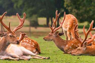 5 локаций для реабилитации детей во время войны. Общение с животными и веселые эмоции в разных областях Украины