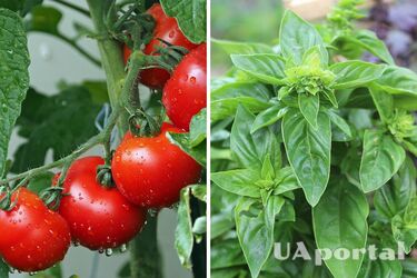 Дачники объяснили, как просто улучшить вкус помидоров