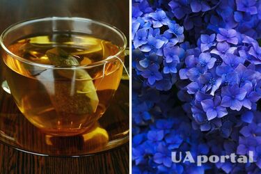 Звичний кухонний предмет швидко забарвить гортензії у приголомшливий блакитний колір: секрети садівників