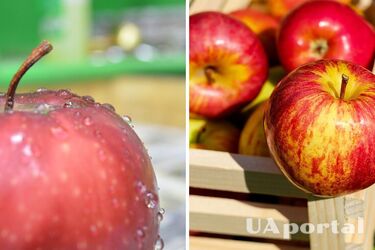 Эксперты объяснили, как правильно хранить яблоки: будут свежими шесть недель