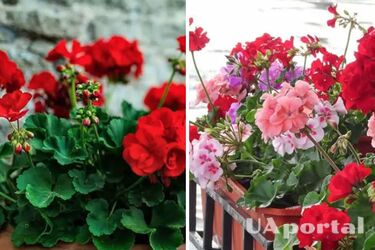 What geraniums like and how to fertilise geraniums so that they bloom profusely