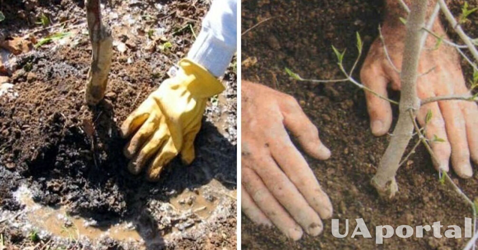 Як розмножувати дерева в саду на саджанці за допомогою туалетного паперу