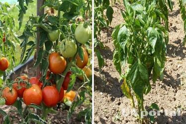 Как оживить засохшие растения с помощью раствора с лимонной кислотой