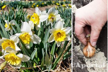 How to plant daffodils in the fall