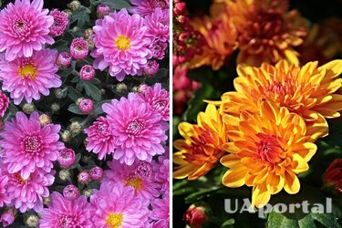 Садоводы объяснили, как легко продлить цветение хризантем