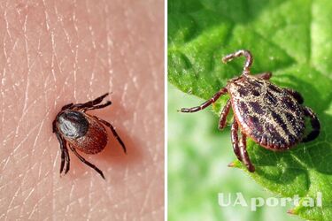 Что делать при укусе клеща: советы