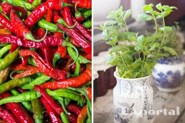 Чому після м'яти у роті 'холодно', а після гострого перцю 'пече': наукове пояснення