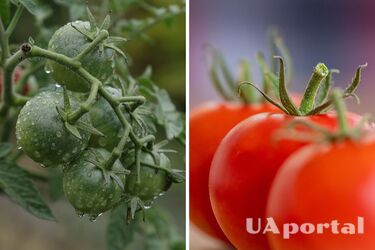 Как помочь помидорам быстро созреть и покраснеть: советы экспертов