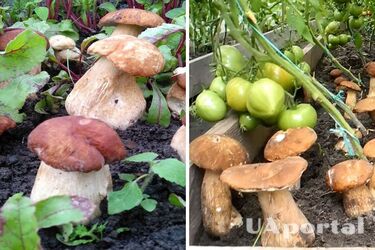 Як виростити міцелій білих грибів у себе на ділянці