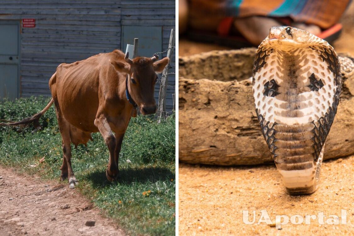 A cow in India befriended a king cobra (funny video)