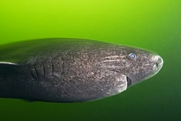 У Карибському морі помітили рідкісну акулу, яка досягає статевої зрілості у 134 роки (відео)