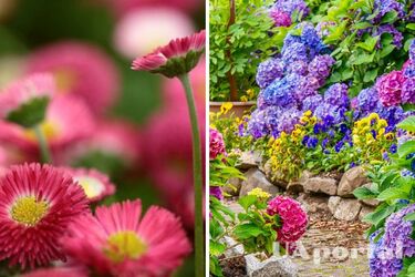 They will bloom in the first weeks of spring: what flowers to plant in the fall