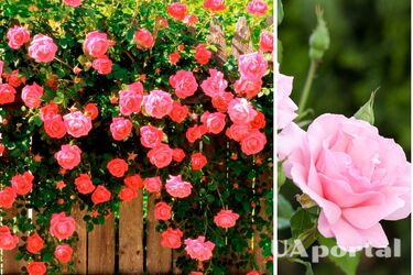 Що потрібно зробити у вересні, аби підготувати троянди до холодів