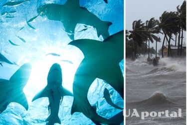 Що роблять тварини та риби під час урагану в океані