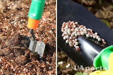 Чим підживлювати сад восени, щоб був пишний: поради садівників