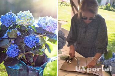 Как сделать так, чтобы срезанные гортензии долго стояли: неожиданный совет с молотком
