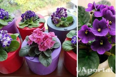 Почему нельзя держать фиалку дома