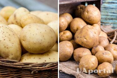 How to store potatoes in winter so they don't sprout: life hacks from housewives
