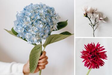 Цветок-талисман вашего дня рождения и как он влияет на судьбу