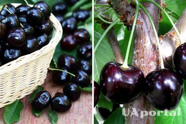 Самый сладкий сорт черешни