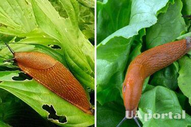 How to get rid of snails from the vegetable garden