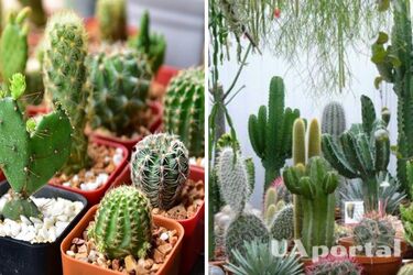 Некоторым людям не стоит держать кактусы дома: почему