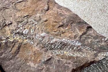 З Києва до США намагалися вивезти камені, яким понад 400 мільйонів років (фото)