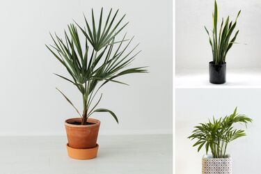 Рослини, які не потребують догляду