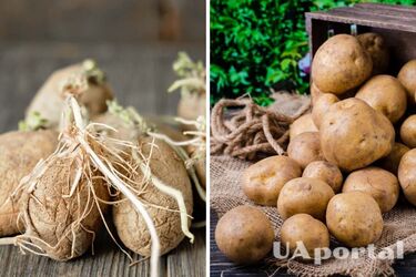 Как хранить картофель, чтобы он не прорастал