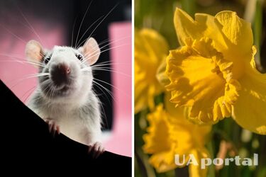 Названы растения, эффективно отпугивающие мышей и крыс от дома